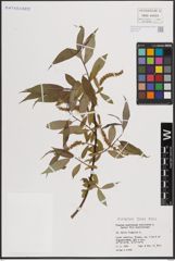 Foto von Salix fragilis L.